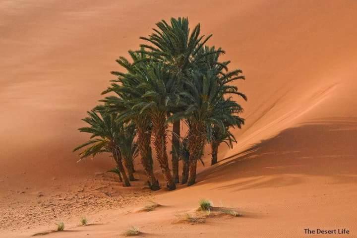 Hotel Bivouac Camel Trips à Merzouga Extérieur photo